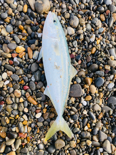 ワカシの釣果