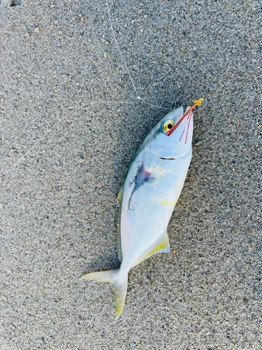 ショゴの釣果