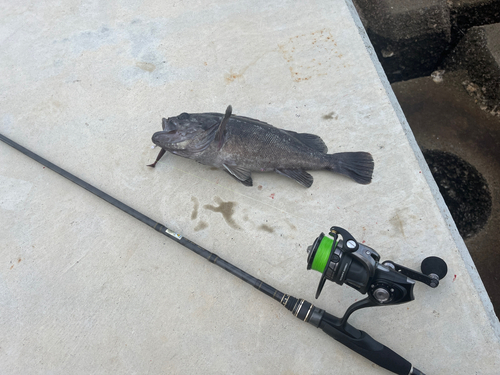 クロソイの釣果