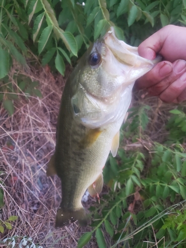 ブラックバスの釣果