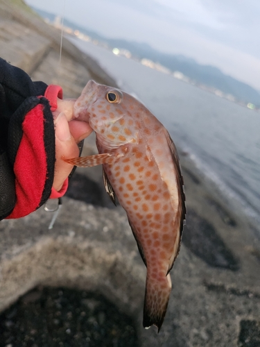 オオモンハタの釣果