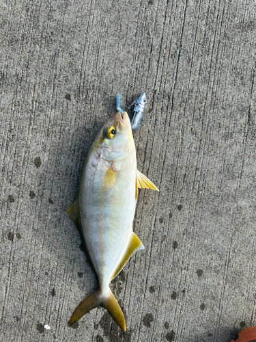 ショッコの釣果