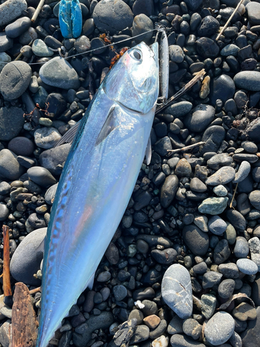 マルソウダの釣果