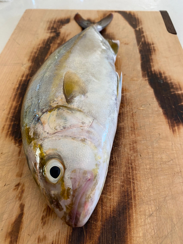 ショゴの釣果