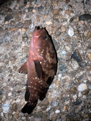 アコウの釣果