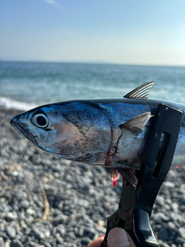 カツオの釣果