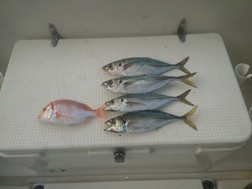 マアジの釣果