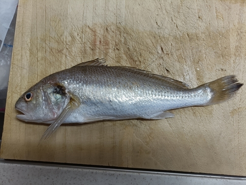 イシモチの釣果