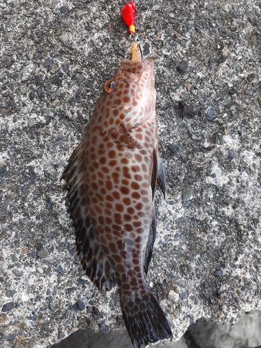 オオモンハタの釣果