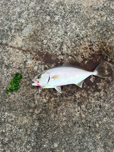 ショゴの釣果