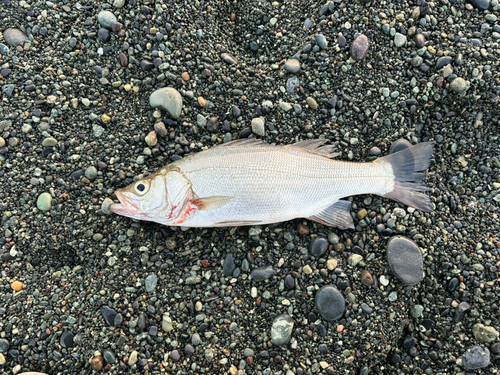 セイゴ（ヒラスズキ）の釣果