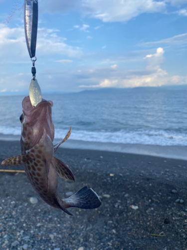 オオモンハタの釣果