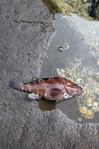 ノミノクチの釣果