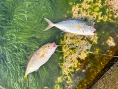 ショゴの釣果