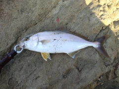 ショゴの釣果