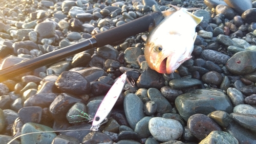 ショゴの釣果