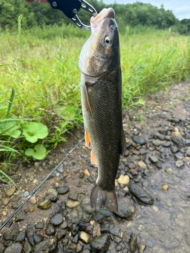 アメマスの釣果