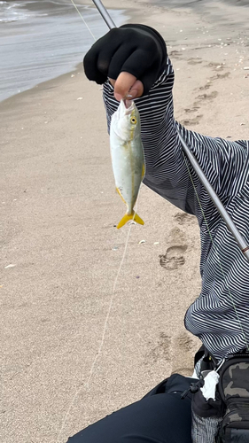 ワカシの釣果