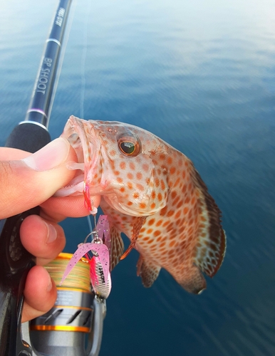 オオモンハタの釣果