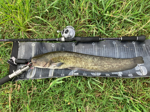 ナマズの釣果