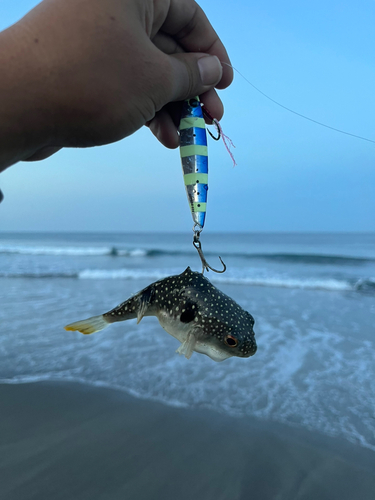 クサフグの釣果