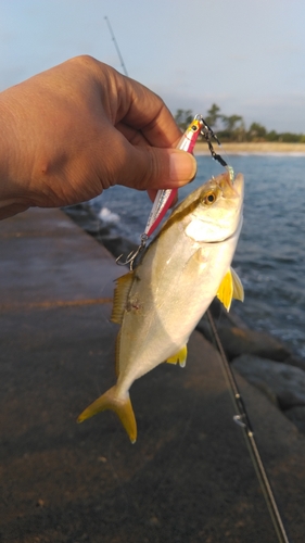 ショゴの釣果