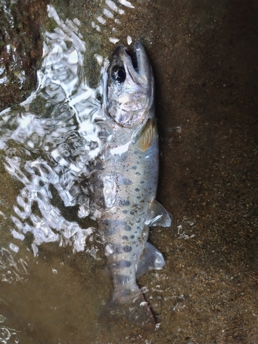 アマゴの釣果