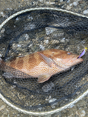 オオモンハタの釣果