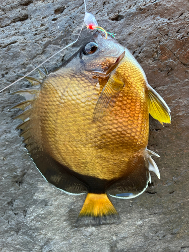 シラコダイの釣果