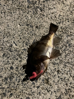 シロメバルの釣果