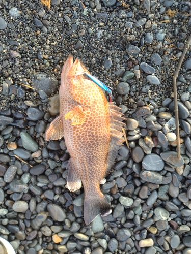 オオモンハタの釣果