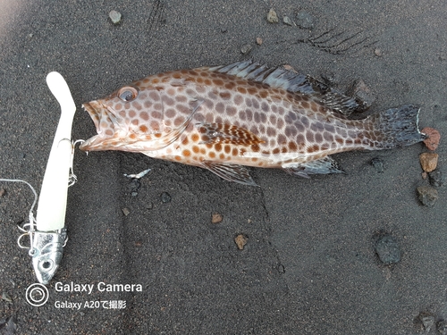 オオモンハタの釣果