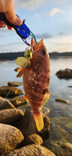 キジハタの釣果