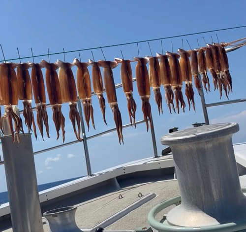 スルメイカの釣果