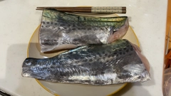 サワラの釣果