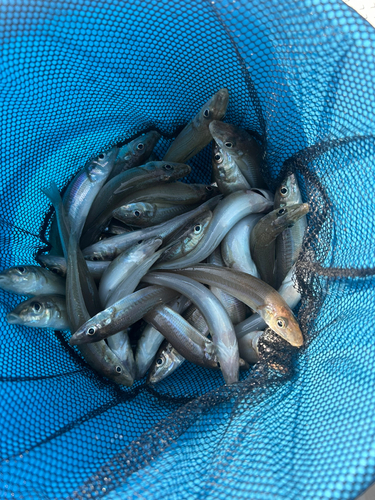 キスの釣果