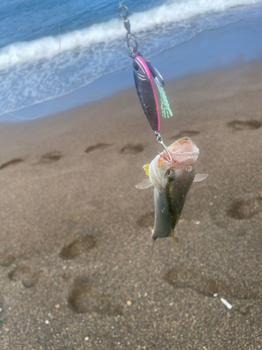 ショゴの釣果