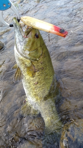 スモールマウスバスの釣果