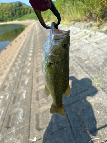 ラージマウスバスの釣果