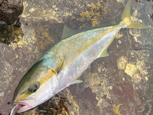 ヒラマサの釣果