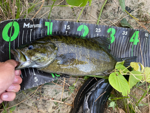 スモールマウスバスの釣果