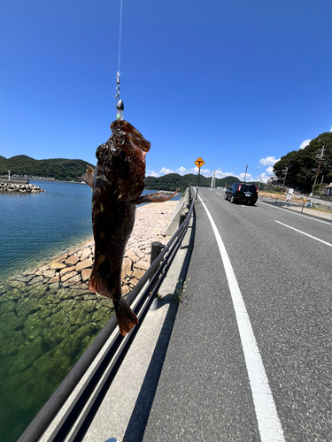 カサゴの釣果