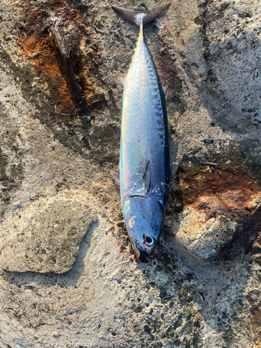 ソウダガツオの釣果