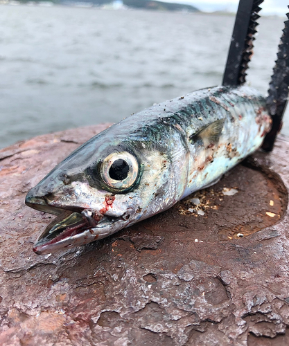 サバの釣果