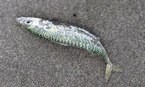 サバの釣果