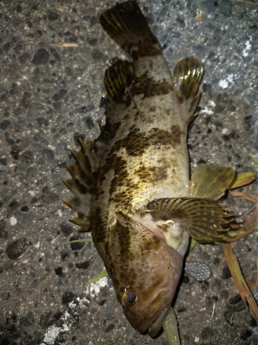 タケノコメバルの釣果