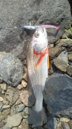 シログチの釣果