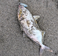 ショゴの釣果