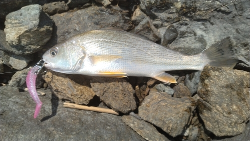 シログチの釣果