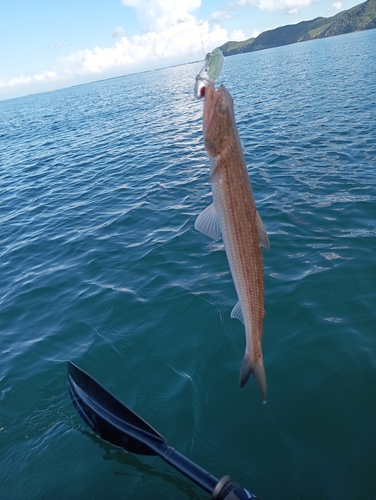 エソの釣果